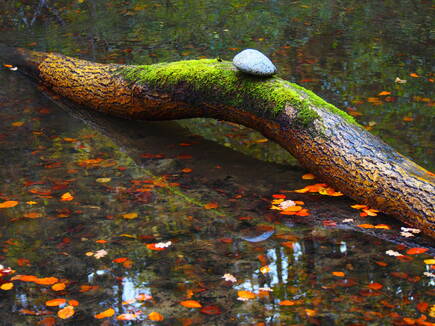 wald_and_gesundheit.jpg