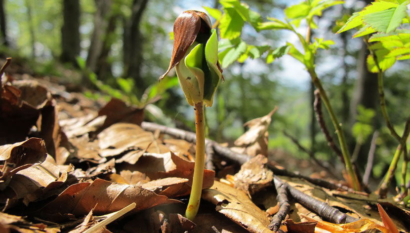 waldplanung-und-betriebsberatung-1-830.jpg waldplanung-und-betriebsberatung-1-830.jpg