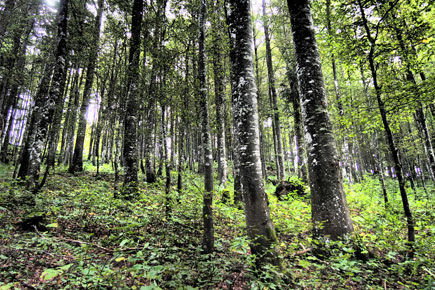 Interne Seite: Nachhaltigkeitskontrolle Wald