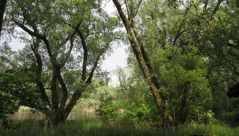 waldplanung-und-betriebsberatung-1.jpg waldplanung-und-betriebsberatung-1.jpg