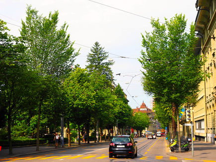 itree-www.jpg itree-www.jpg
