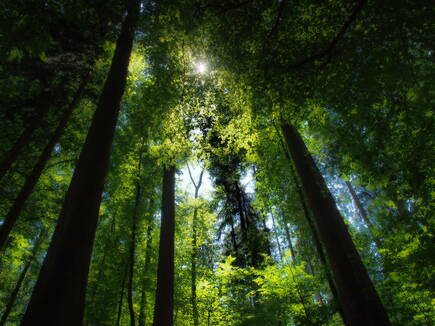 waldtherapie_and_waldbaden.jpg waldtherapie_and_waldbaden.jpg