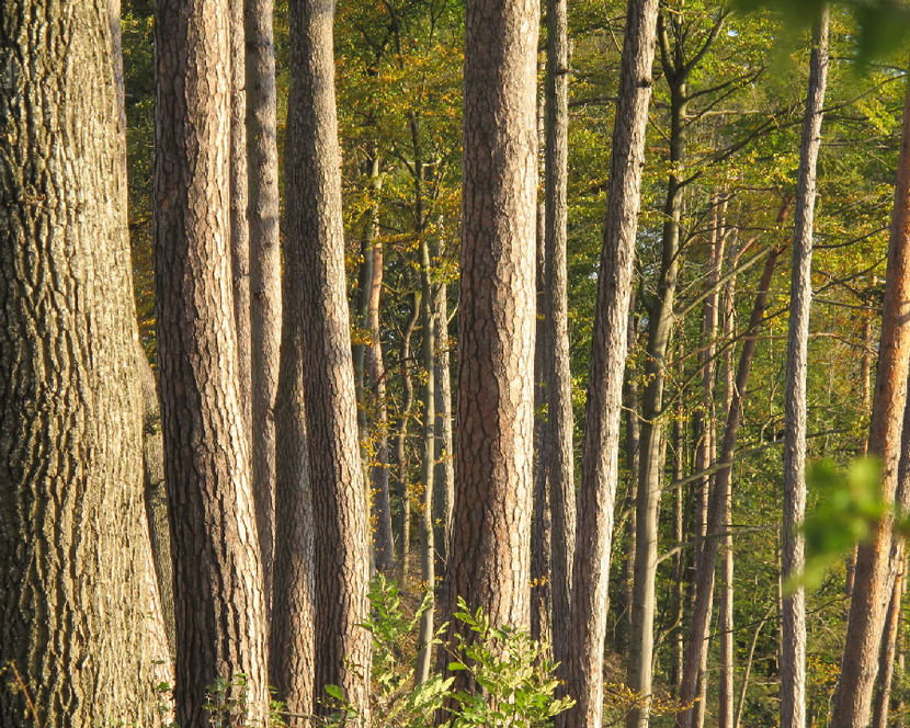 back-pan-12.jpg